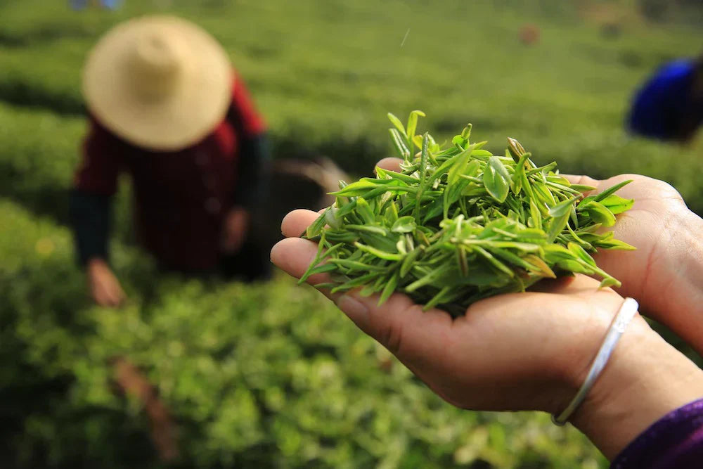 El poder milenario del té verde: tradición oriental y bienestar natural
